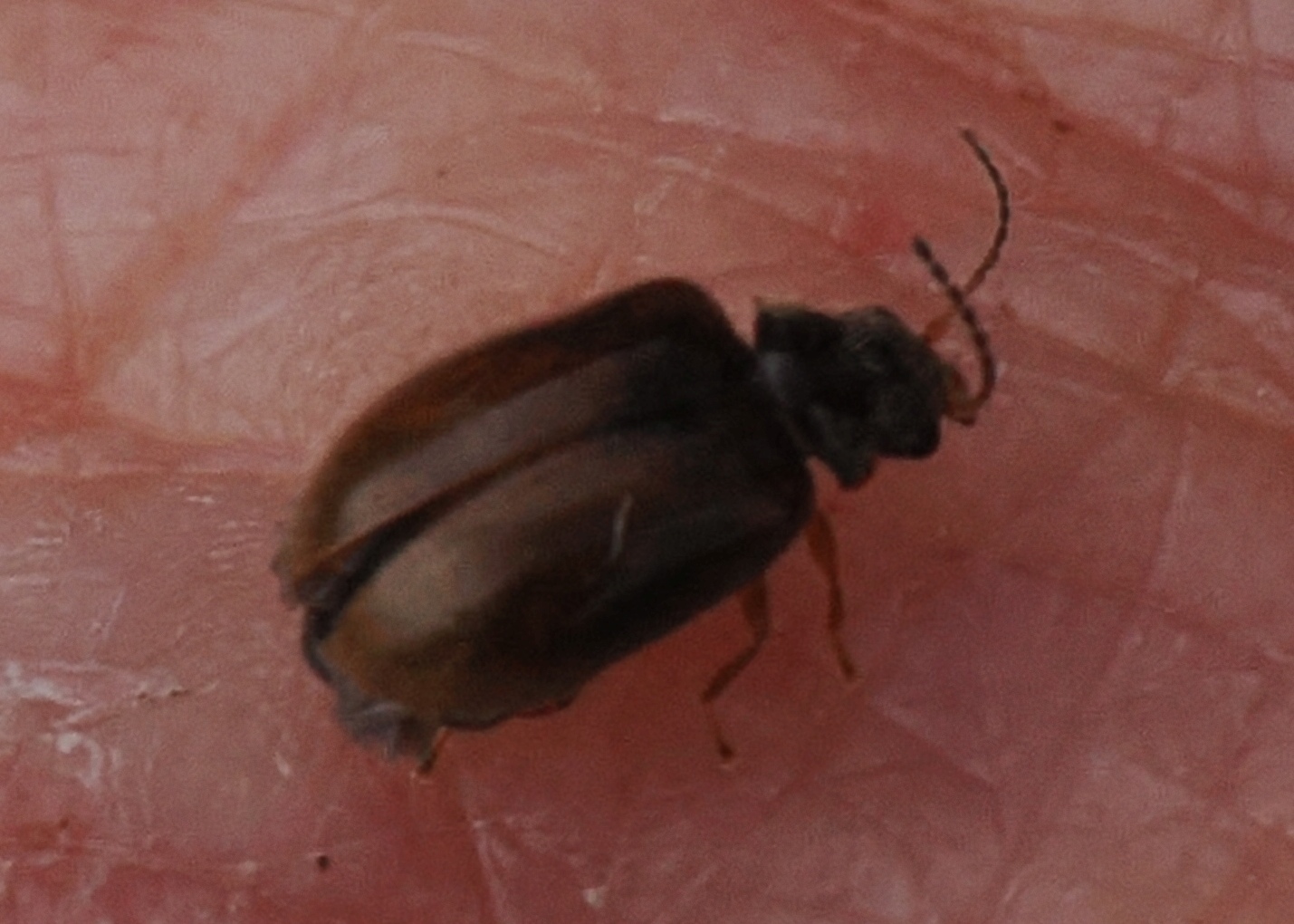 Scirtidae-query